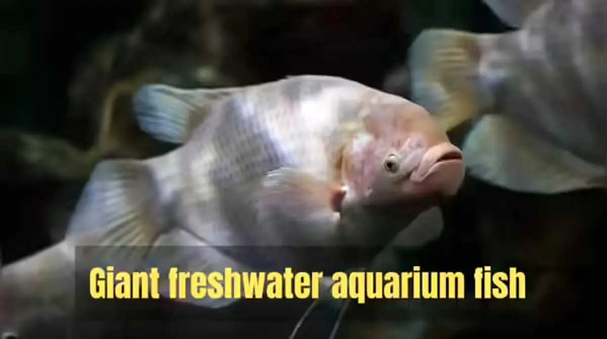 ۶ ماهی زیبا اما چالشبرانگیز برای آکواریومداران حرفهای