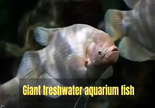 مجری جدید برنامه هفت مشخص شد
