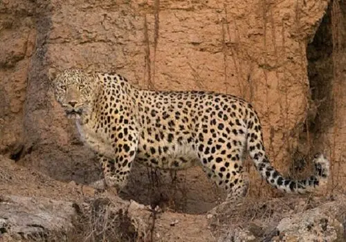 تیپ ساحلی پردیس احمدیه در هند جلب‌توجه کرد/عکس