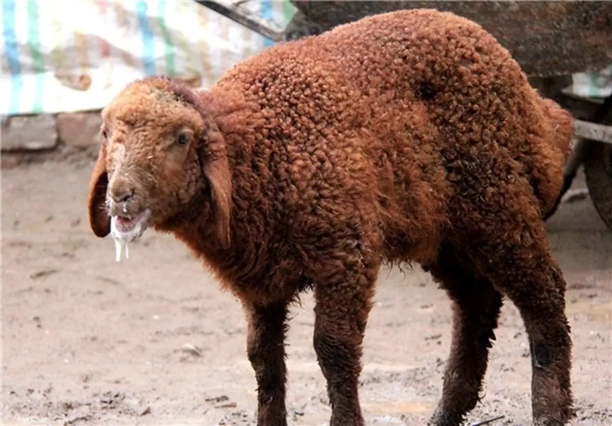 «تب برفکی» به انسان منتقل می‌شود؟