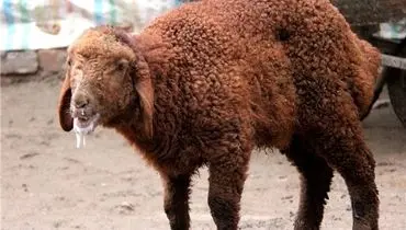 «تب برفکی» به انسان منتقل می‌شود؟