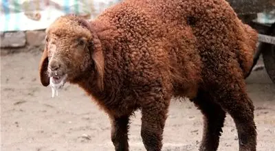 «تب برفکی» به انسان منتقل می‌شود؟