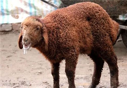 «تب برفکی» به انسان منتقل می‌شود؟