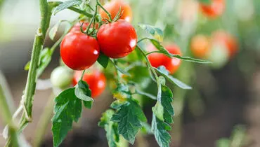 4 مورد از اشتباهات رایج در هرس گوجه فرنگی
