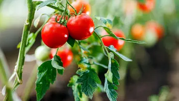 4 مورد از اشتباهات رایج در هرس گوجه فرنگی
