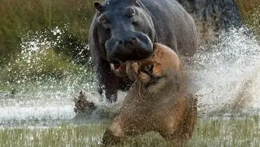 حمله اسب‌های آبی به شیر گرفتار در رودخانه + فیلم