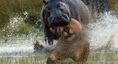 حمله اسب‌های آبی به شیر گرفتار در رودخانه + فیلم