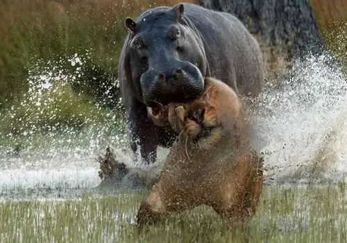 نبرد دیدنی؛ آهو در برابر عقاب و شغال‌ها + فیلم