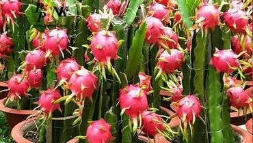 آموزش کاشت و نگهداری میوه اژدها در گلدان

