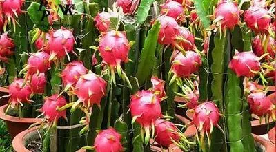 آموزش کاشت و نگهداری میوه اژدها در گلدان

