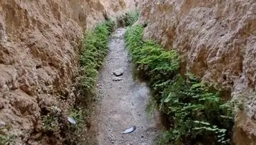 ماجرای فوت قناتی که سرو ۴۰۰۰ ساله ابرکوه را آبیاری می‌کرد
