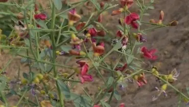 «خارشتر» به بهبود کدام بیماری‌ها کمک می‌کند؟