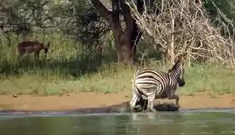 فرار معجزه‌آسای گورخر از حمله دو کروکودیل + فیلم