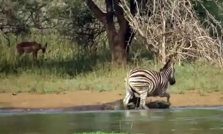 فرار معجزه‌آسای گورخر از حمله دو کروکودیل + فیلم