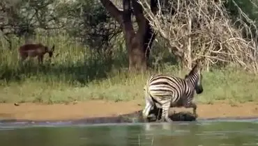 فرار معجزه‌آسای گورخر از حمله دو کروکودیل + فیلم