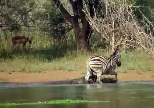 فرار معجزه‌آسای گورخر از حمله دو کروکودیل + فیلم