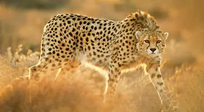 آخرین فرصت برای نجات یوزپلنگ آسیایی