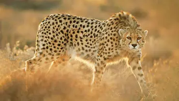 آخرین فرصت برای نجات یوزپلنگ آسیایی