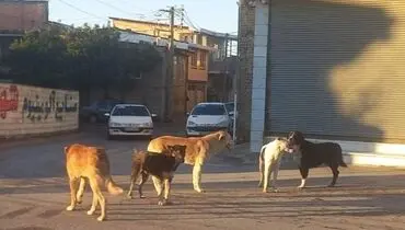 پرسه ۴۰۰ هزار سگ ولگرد در استان تهران