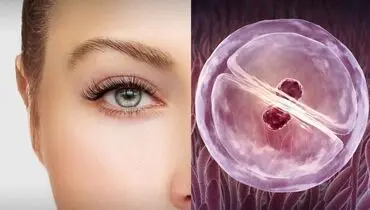 جوان سازی سلول های آسیب دیده چشم با فعال سازی سه ژن