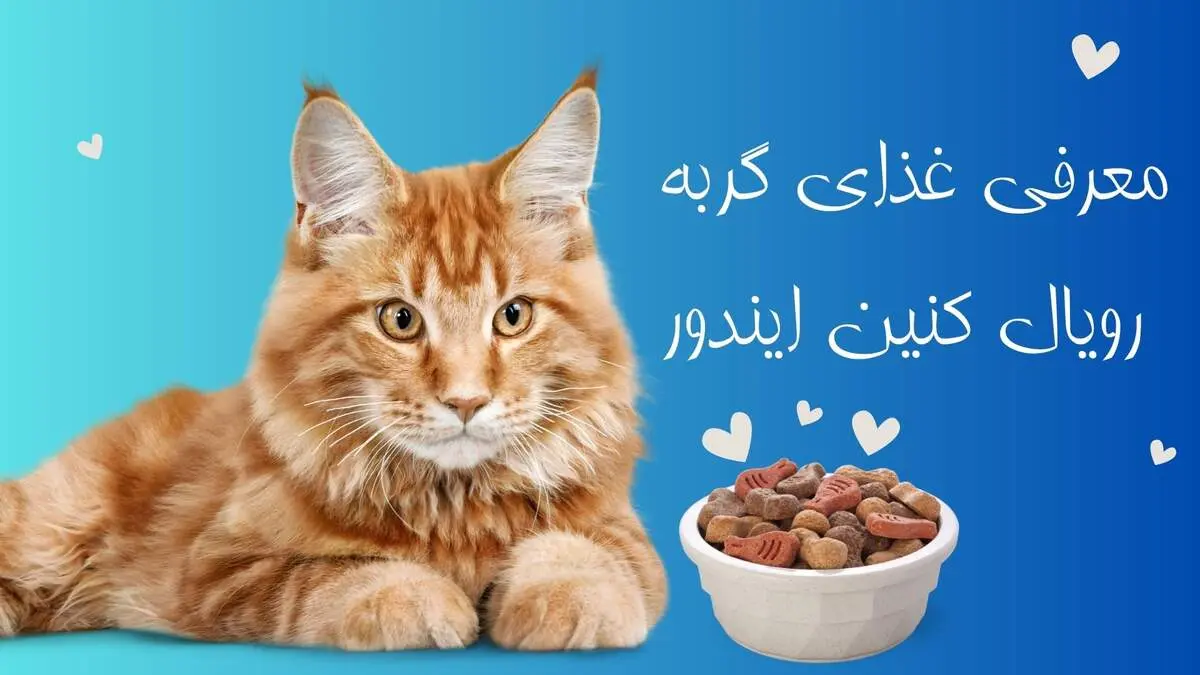 همه چیز درمورد غذای گربه رویال کنین ایندور