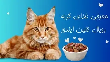 همه چیز درمورد غذای گربه رویال کنین ایندور