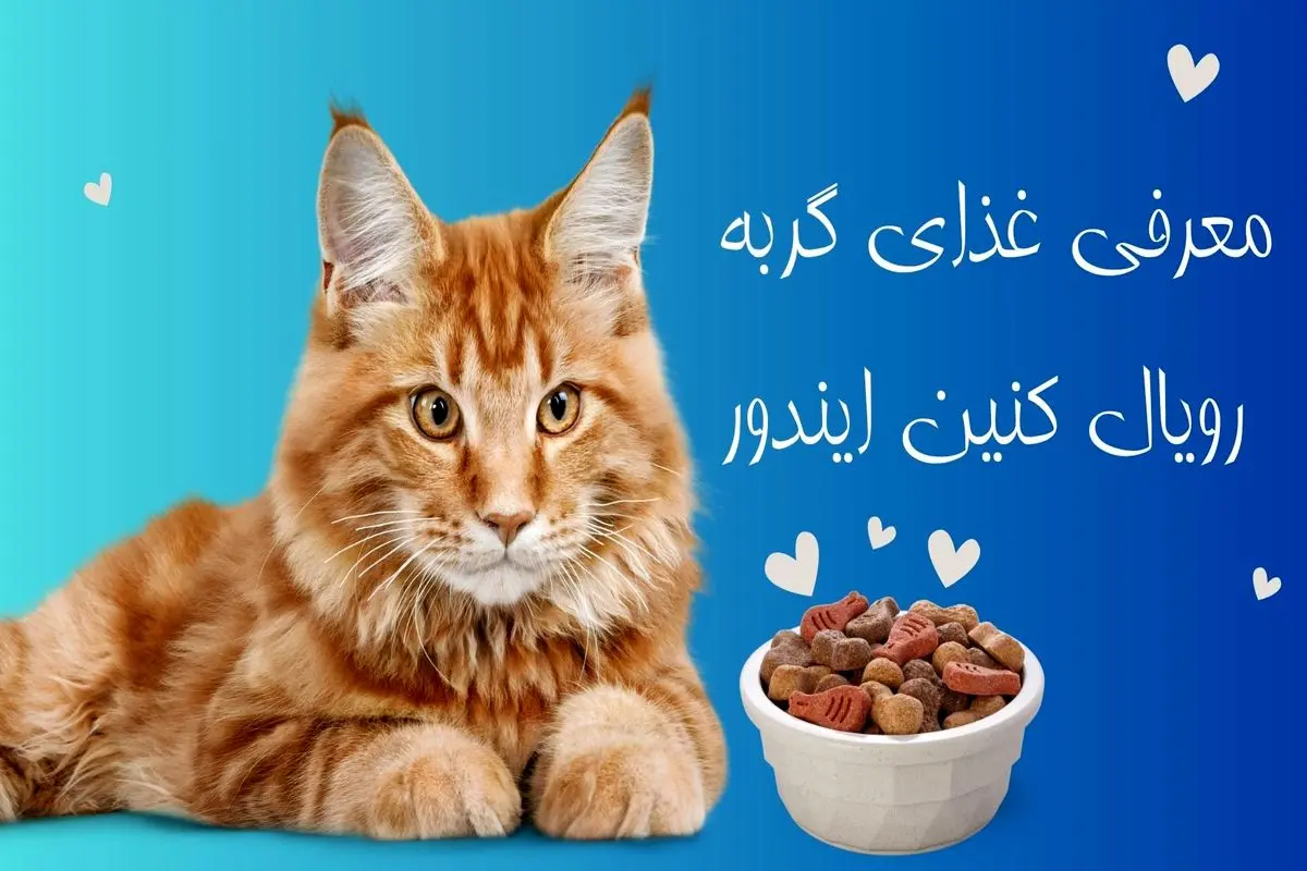 همه چیز درمورد غذای گربه رویال کنین ایندور