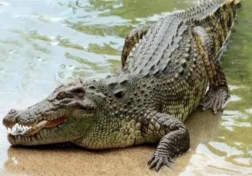 صدای ترسناک این حیوانات شوکه تان می کند؛ از تمساح تا شاهین دم قرمز + فیلم