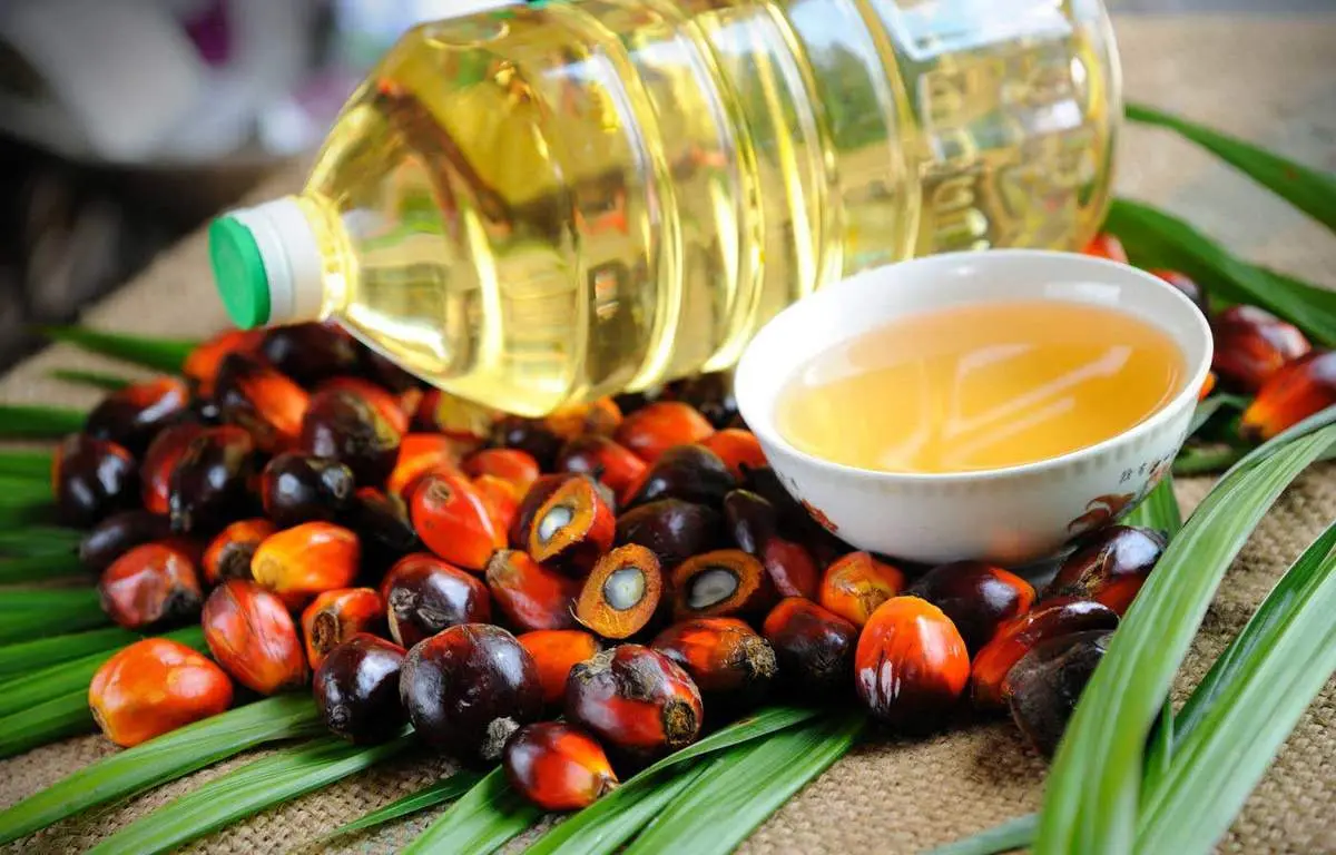 روغن پالم و سطح کلسترول خون 