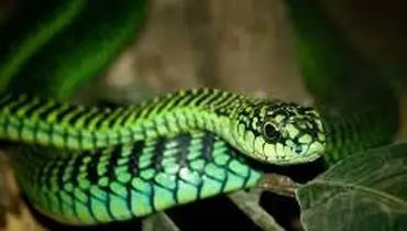 این مکان بزرگترین «لانۀ مار» جهان است + عکس
