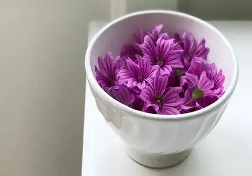 این دمنوش آنتی بیوتیک قوی، ضد نفخ، ضد سرفه و حساسیت است