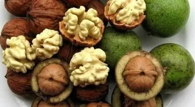 ۵ راهکار ساده برای خشک کردن گردوی سبز در خانه