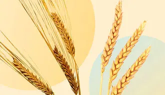 چه کسانی باید از مصرف گندم و جو پرهیز کنند؟ + فیلم