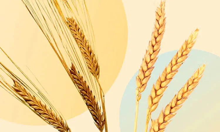 چه کسانی باید از مصرف گندم و جو پرهیز کنند؟ + فیلم