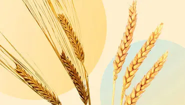 چه کسانی باید از مصرف گندم و جو پرهیز کنند؟ + فیلم