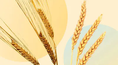 چه کسانی باید از مصرف گندم و جو پرهیز کنند؟ + فیلم