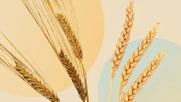 چه کسانی باید از مصرف گندم و جو پرهیز کنند؟ + فیلم