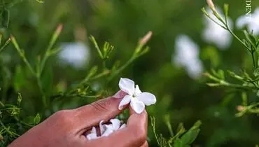 این گل یاس ارزشمند، عصاره عطرهای لوکس جهان است+ تصاویر