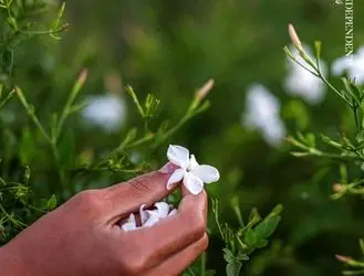 این گل یاس ارزشمند، عصاره عطرهای لوکس جهان است+ تصاویر