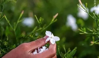 این گل یاس ارزشمند، عصاره عطرهای لوکس جهان است+ تصاویر