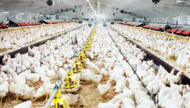 سازمان دامپزشکی هشدار داد