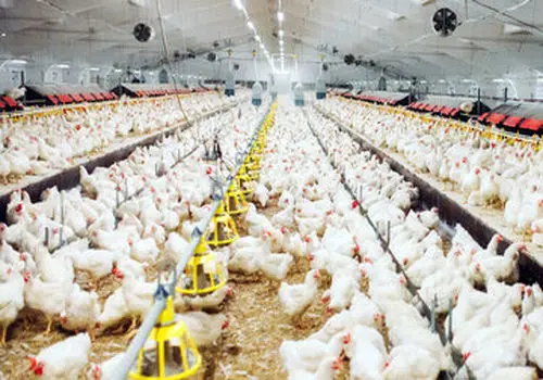 پناه آوردن یک گربه با دو بال به دست‌های امن دامپزشکان کرمانی /ویدیو 