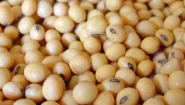 از این دانه بمب ویتامین B غافل نشوید!