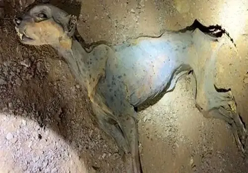 کشف شگفت‌انگیز «مومیایی طبیعی یوزپلنگ» در غارهای شمال عربستان + عکس
