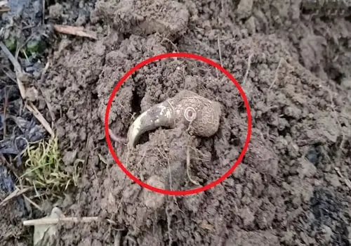 کلاغ طلایی باستانی پس از قرن‌ها از زیر خاک بیرون آمد + عکس