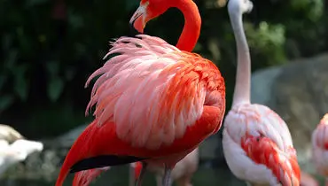 شگفتی‌های طبیعت در قاب تصویر؛ از شامپانزه خندان تا درخت رنگین‌کمان+ عکس