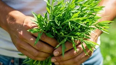 ترخون: گیاهی با خواص شگفت‌انگیز برای سلامتی، پوست و مو