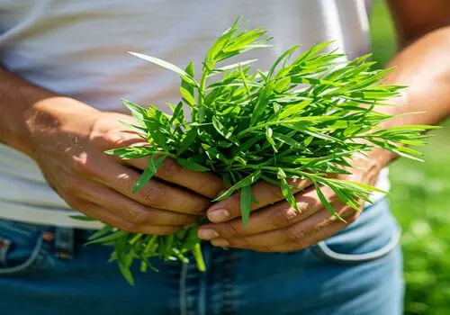 ویژگی‌ ها و خواص پودر ابردوا در طب اسلامی

