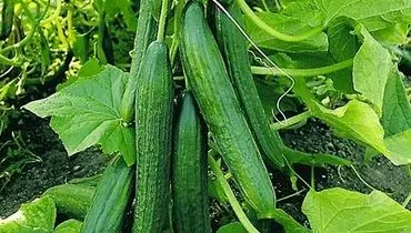 خیار با طعم گرانی؛ بازار میوه در شوک افزایش قیمت