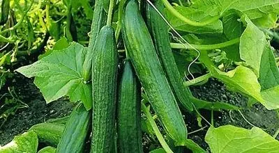خیار با طعم گرانی؛ بازار میوه در شوک افزایش قیمت